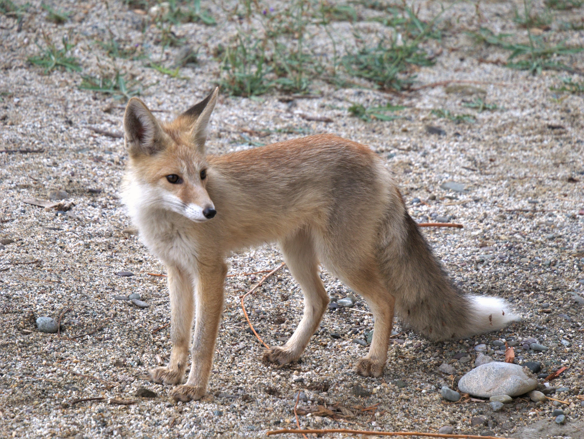 Himalayan Red Fox